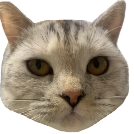 Sticker лучший в мире пак by @stqrapp - 4