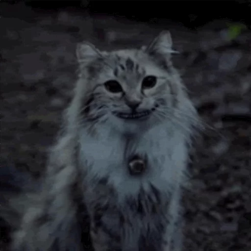 животное млекопитающее кошка