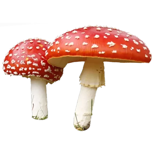 Стикер ИНЖИР🥕🎾 by @fStikBot - 6