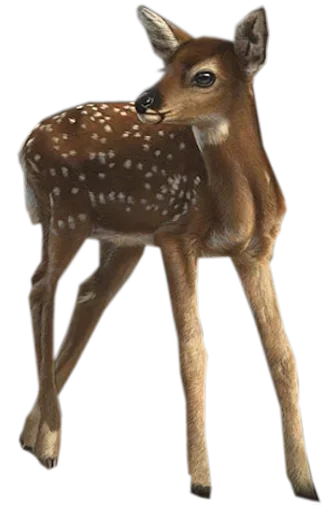 Стикер ИНЖИР🥕🎾 by @fStikBot - 0