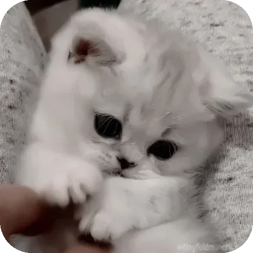 Sticker IPbXwRY_by_achestickbot - 1