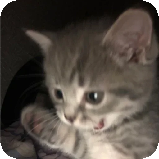 Стикер IPbXwRY_by_achestickbot - 1