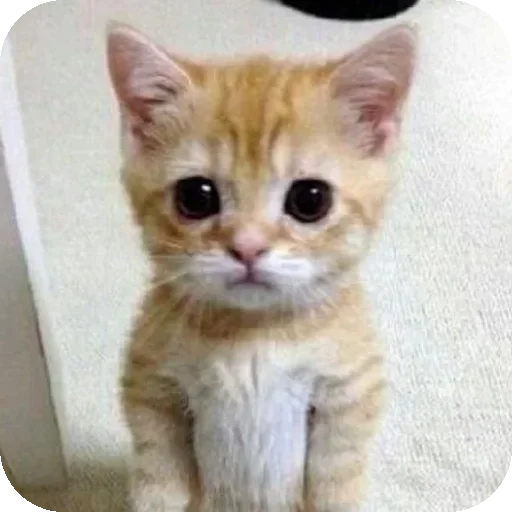 Sticker IPbXwRY_by_achestickbot - 1