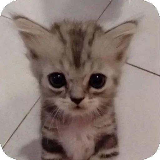 Sticker IPbXwRY_by_achestickbot - 1