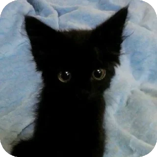 Sticker Больше стиков тут: @stikery4 - 4