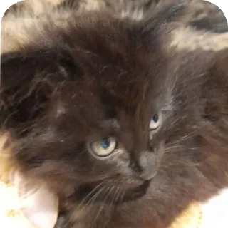 Sticker Больше стиков тут: @stikery4 - 10