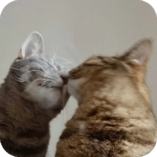 Sticker Больше стиков тут: @stikery4 - 3