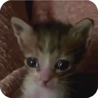 Sticker Больше стиков тут: @stikery4 - 2