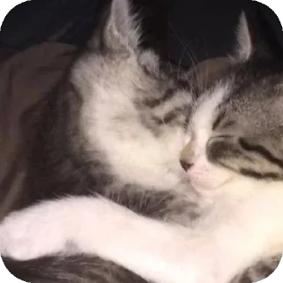 Sticker Больше стиков тут: @stikery4 - 7