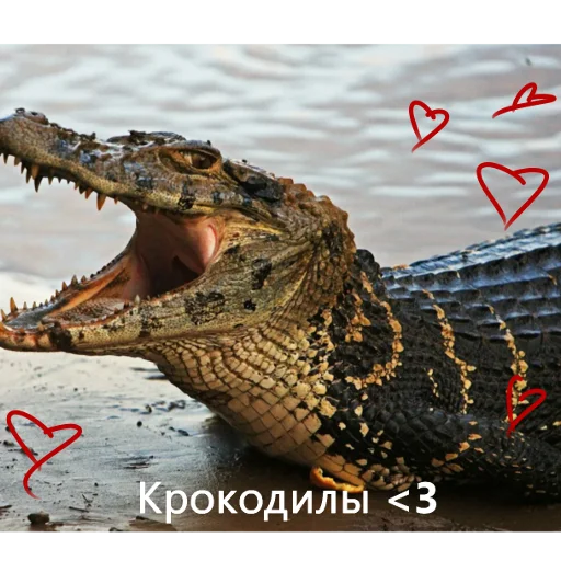 animal mammal reptile