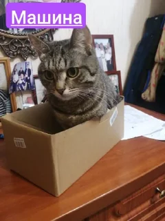 Стикер Swadi21 NS - 0