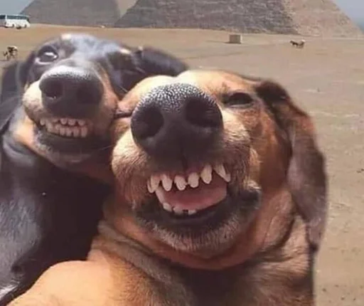 Стикер Амасевидж by @fStikBot - 0