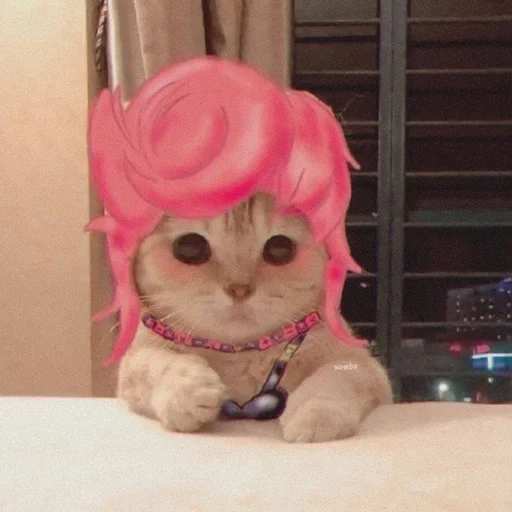 cat pink indoor