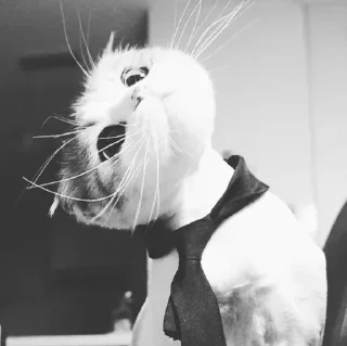 Sticker Iam Young @stickersb2b - 2