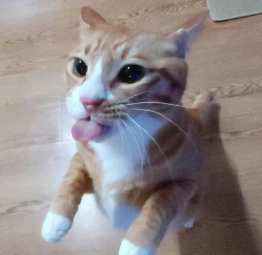 животное кошка млекопитающее