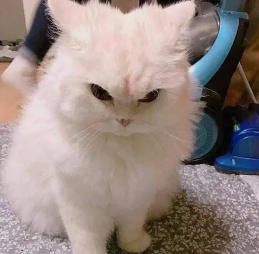 млекопитающее животное кошки малого и среднего размера