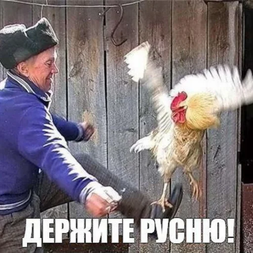 text chicken clothing