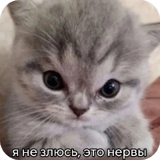 Sticker иди нахуй🤩 - 9