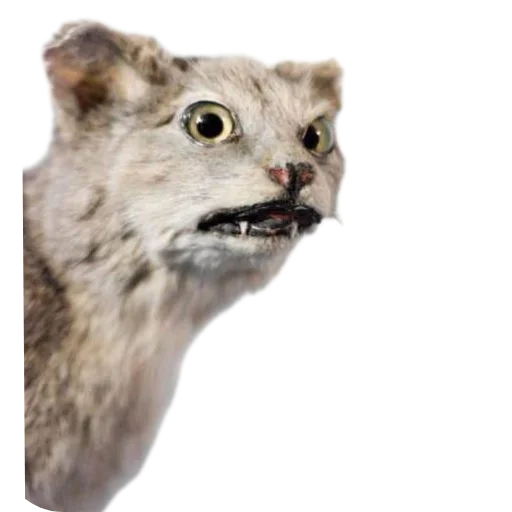 Стикер Idiotizm11 - 1