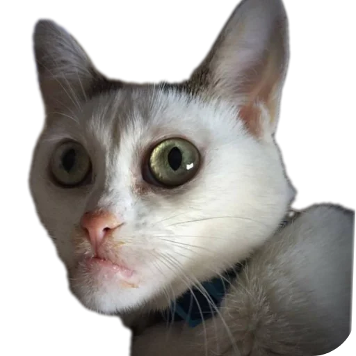 Стикер Idiotizm11 - 1