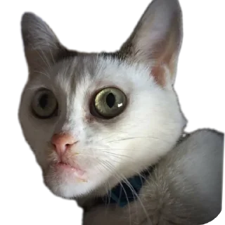 Стикер Идиотизм - 9