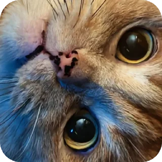 Стикер крунтли - 4