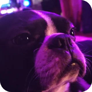 Стикер крунтли - 11