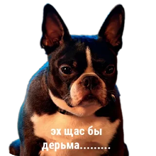 Стикер крунтли - 3