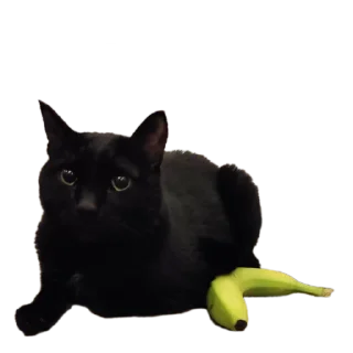 Стикер крунтли - 6