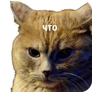 Стикер крунтли - 9