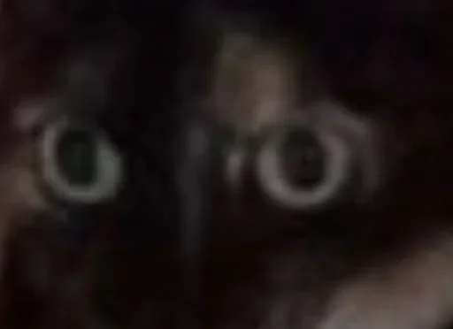 животное млекопитающее кошка