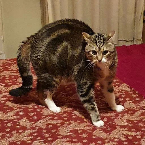 комнатный кошки малого и среднего размера животное