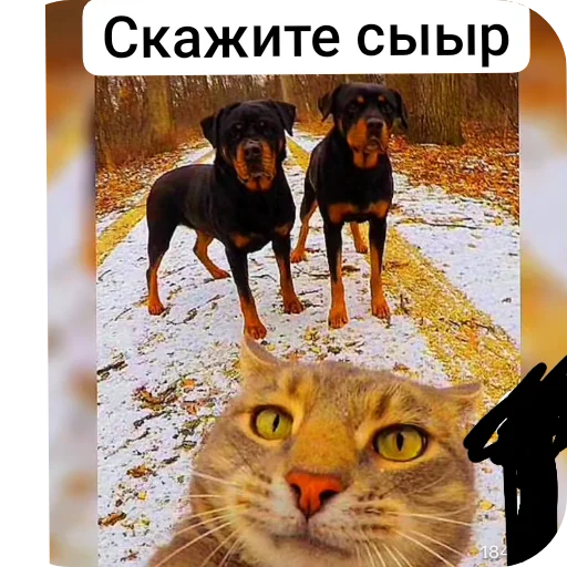 Sticker Igor2818 - 1