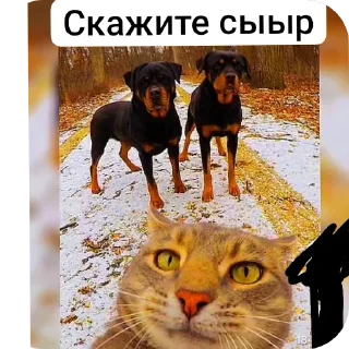 Sticker Игорь? - 11