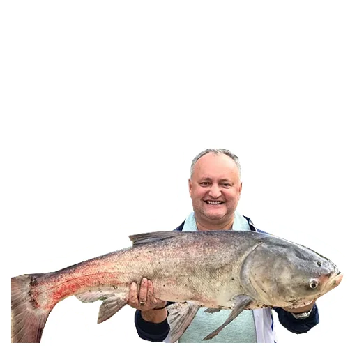 рыба животное человеческое лицо