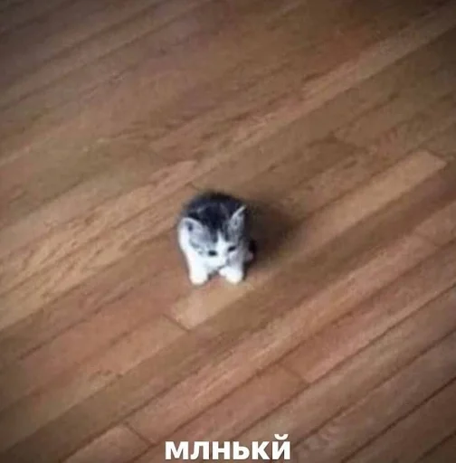 building animal laminate flooring