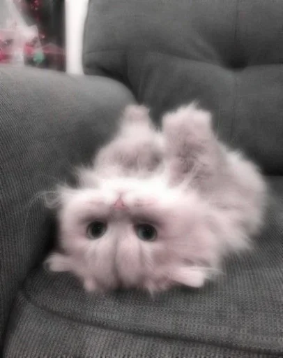 млекопитающее животное комнатный