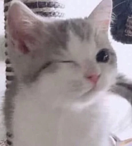 млекопитающее животное кошка