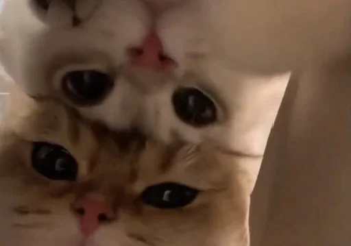 кошка животное млекопитающее