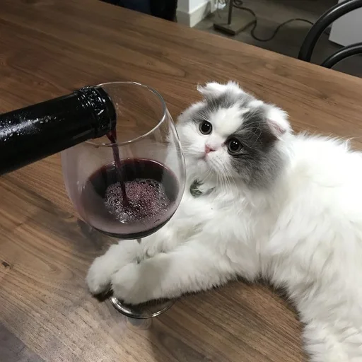 кошка животное пить