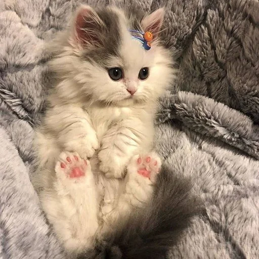 животное млекопитающее кошки малого и среднего размера