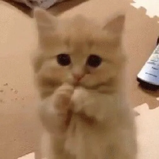 животное кошка млекопитающее