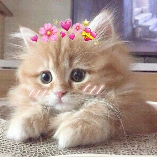 млекопитающее кошка животное