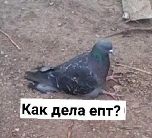 Sticker Avani :: @fStikBot - 11