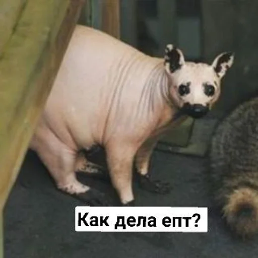 Sticker Avani :: @fStikBot - 7