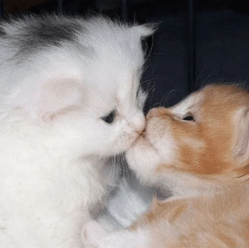 Sticker Iloveucat - 1