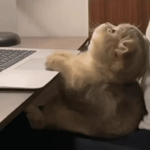 Стикер Iloveucat - 1