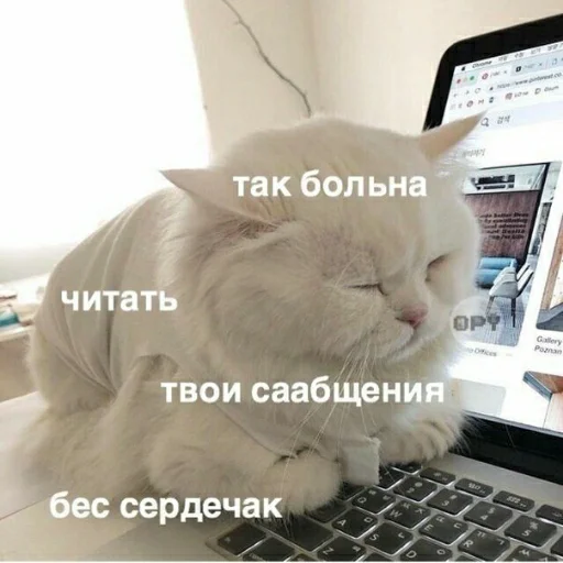 laptop computer felidae