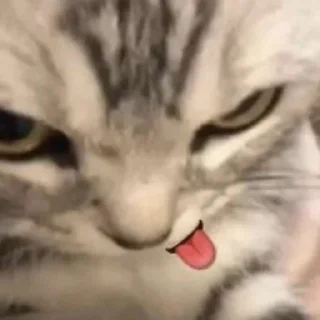 Sticker Имбовые котики @stikirstipo - 7