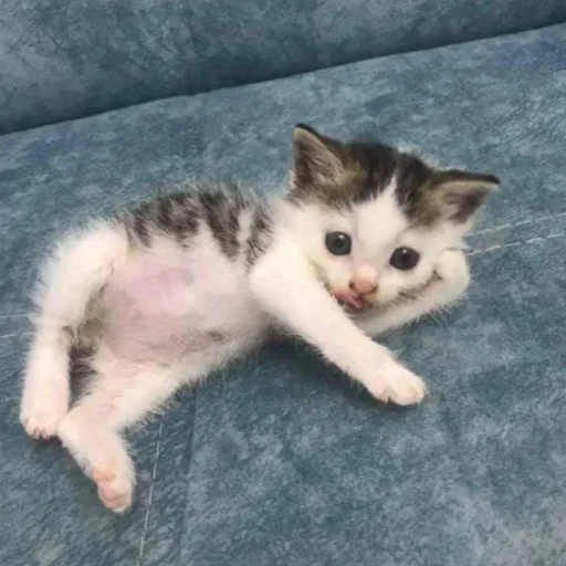 Sticker Имбовые котики @stikirstipo - 4